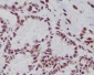 Anti-Histone H3 (mono+di+tri methyl K79) HIST1H3A Rabbit Monoclonal Antibody