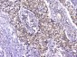 Anti-TCP1 alpha Antibody Picoband™ (monoclonal, 2E7)