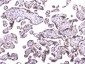 Anti-TCP1 alpha Antibody Picoband™ (monoclonal, 2E7)