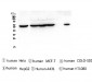 Anti-TCP1 alpha Antibody Picoband™ (monoclonal, 2E7)