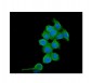 Anti-TCP1 alpha Antibody Picoband™ (monoclonal, 2E7)