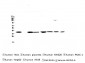 Anti-SMN1/2 Antibody Picoband™ (monoclonal, 2B10)