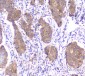 Anti-SMN1/2 Antibody Picoband™ (monoclonal, 2B10)