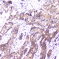 Anti-SMN1/2 Antibody Picoband™ (monoclonal, 2B10)