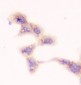 Anti-SMN1/2 Antibody Picoband™ (monoclonal, 2B10)