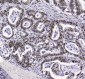Anti-APE1 APEX1 Antibody Picoband™ (monoclonal, 5C11)