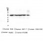 Anti-CCT3 Antibody Picoband™ (monoclonal, 12H4)
