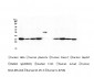 Anti-Emerin EMD Antibody Picoband™ (monoclonal, 5A10)
