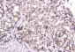 Anti-Emerin EMD Antibody Picoband™ (monoclonal, 5A10)