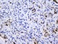 Anti-Emerin EMD Antibody Picoband™ (monoclonal, 5A10)