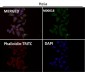 Anti-SIRT1 Monoclonal Antibody