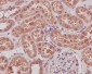 Anti-SIRT1 Monoclonal Antibody
