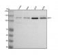 Anti-SIRT1 Monoclonal Antibody