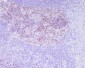 Anti-Phospho-Histone H3 (T3) H3F3A Monoclonal Antibody