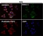 Anti-EGFR (ErbB 1) Monoclonal Antibody