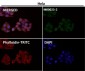 Anti-EGFR (ErbB 1) Monoclonal Antibody