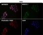 Anti-EGFR (ErbB 1) Monoclonal Antibody