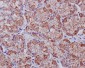 Anti-EGFR (ErbB 1) Monoclonal Antibody