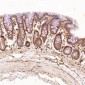 Anti-EGFR (ErbB 1) Monoclonal Antibody