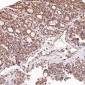 Anti-EGFR (ErbB 1) Monoclonal Antibody