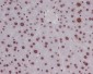 Anti-Phospho-Histone H3 (S10) HIST1H3A Rabbit Monoclonal Antibody