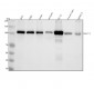 Anti-Notch1 Monoclonal Antibody