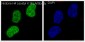Anti-Histone H4 (acetyl K16) HIST1H4A Monoclonal Antibody