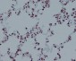 Anti-Histone H4 (acetyl K16) HIST1H4A Monoclonal Antibody