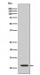 Anti-Histone H4 (acetyl K16) HIST1H4A Monoclonal Antibody