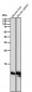 Anti-Histone H4 (acetyl K16) HIST1H4A Monoclonal Antibody