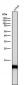 Anti-Histone H4 (acetyl K16) HIST1H4A Monoclonal Antibody