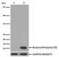 Anti-Histone H4 (acetyl K5) HIST1H4A Monoclonal Antibody