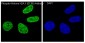 Anti-Phospho-Histone H2A.X (S139) H2AFX Monoclonal Antibody