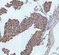 Anti-Phospho-Histone H2A.X (S139) H2AFX Monoclonal Antibody