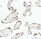 Anti-Phospho-Histone H2A.X (S139) H2AFX Monoclonal Antibody