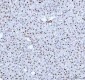 Anti-Phospho-Histone H2A.X (S139) H2AFX Monoclonal Antibody