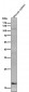 Anti-IL10 Monoclonal Antibody