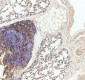 Anti-LMO2 Monoclonal Antibody