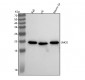 Anti-LMO2 Monoclonal Antibody