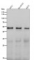 Anti-PTGER2 Monoclonal Antibody