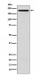 Anti-GCN2 EIF2AK4 Rabbit Monoclonal Antibody