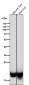 Anti-DHFR Monoclonal Antibody