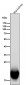 Anti-DHFR Monoclonal Antibody