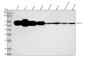 Anti-TXNRD1 Rabbit Monoclonal Antibody