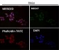 Anti-Rad50 Monoclonal Antibody