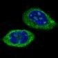 Anti-CLOCK Monoclonal Antibody