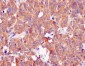 Anti-CLOCK Monoclonal Antibody