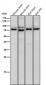 Anti-PKC epsilon Monoclonal Antibody