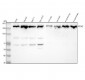 Anti-ROCK2 Monoclonal Antibody