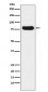 Anti-Nuclear Matrix Protein p84 Monoclonal Antibody